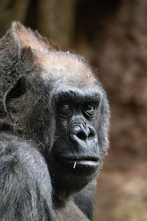 Free Close-up of a gorilla with intense gaze, showcasing its natural habitat in New York, USA. Stock Photo