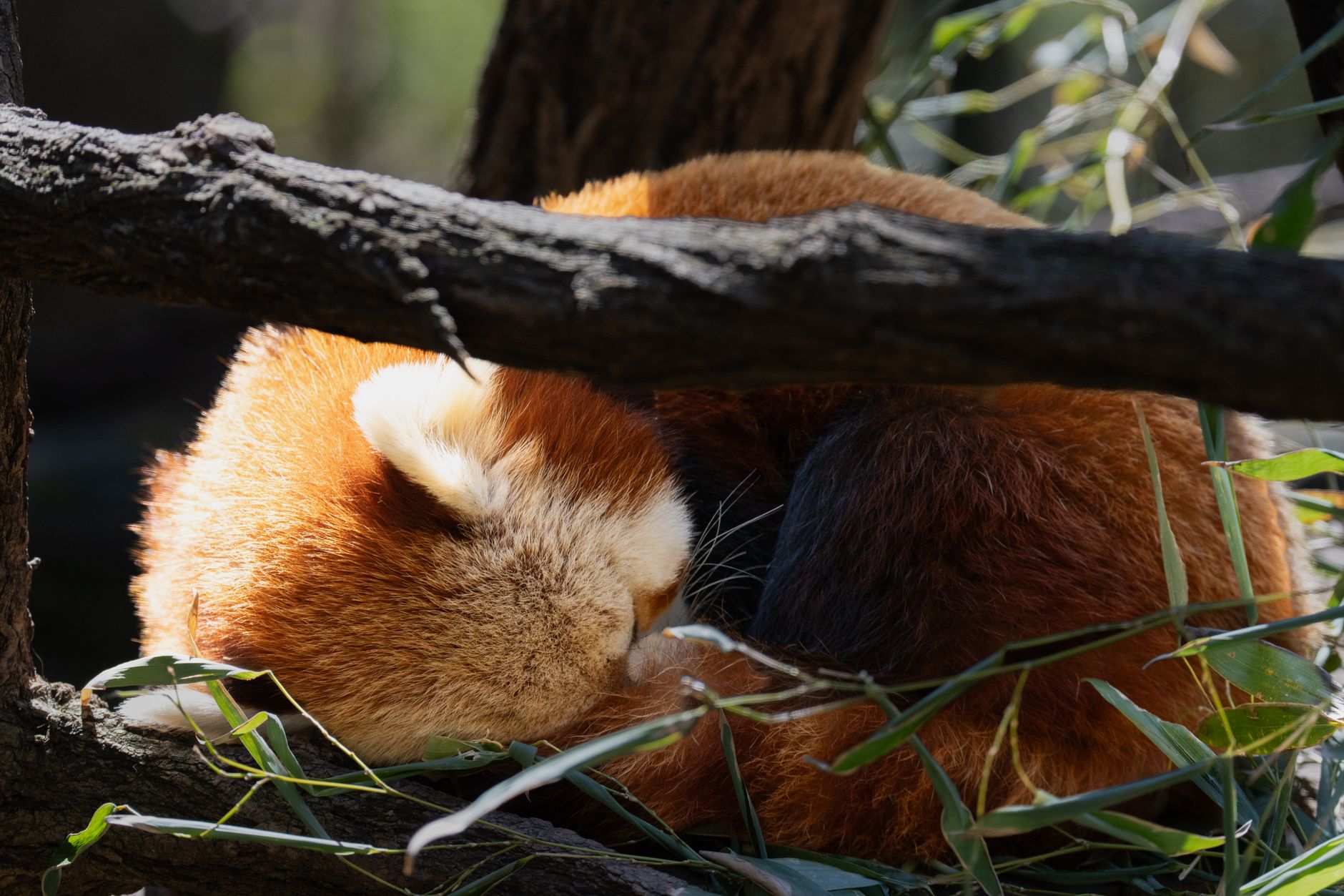 The red pandas