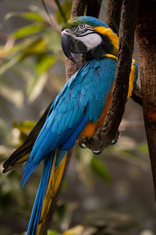 Free Close-up of a blue and yellow macaw perched on a branch in a New York aviary. Stock Photo