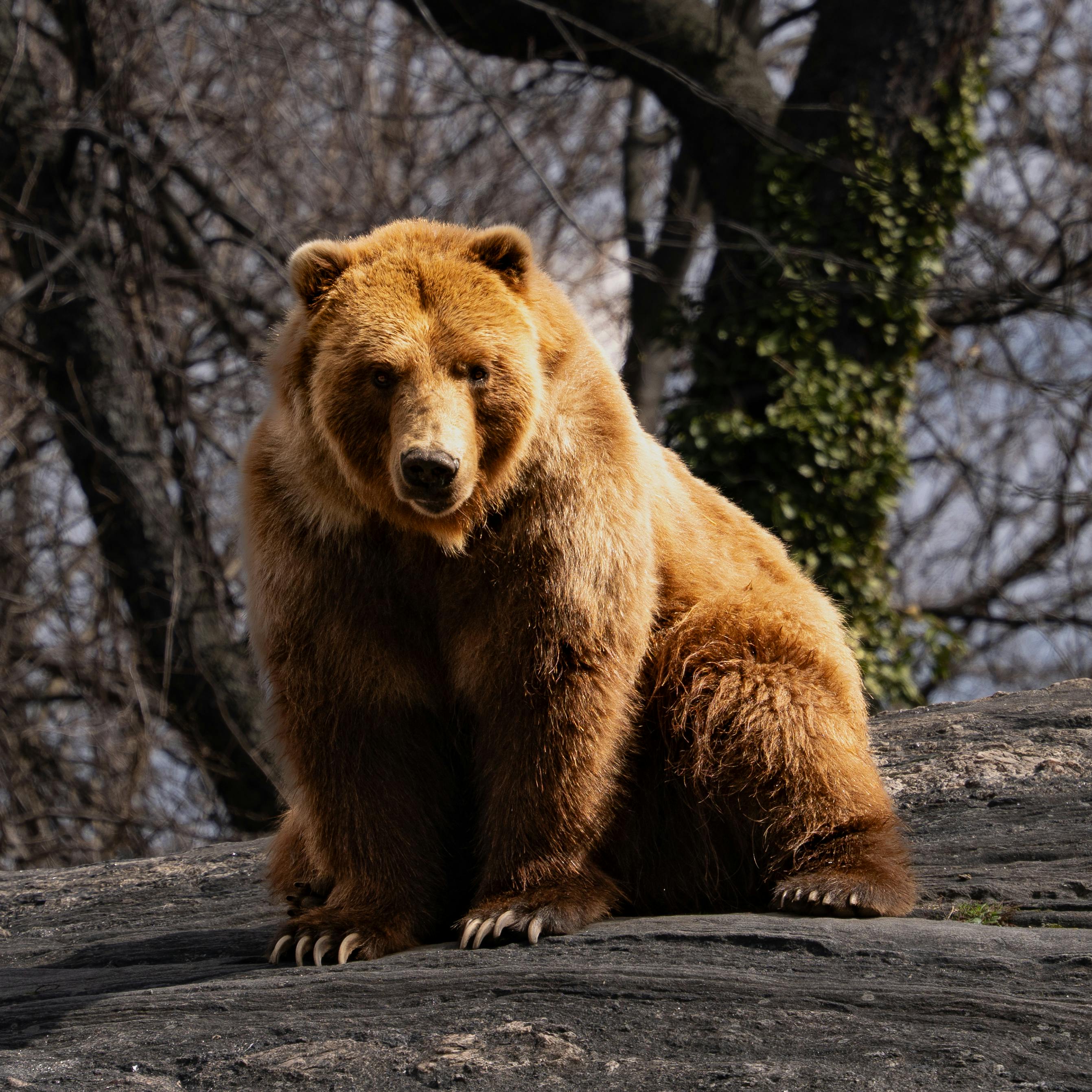 Bear Greg - Apollo At 25