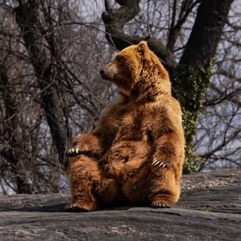 Polar Bear