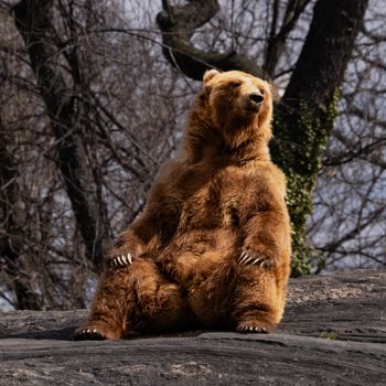 TunnelBear