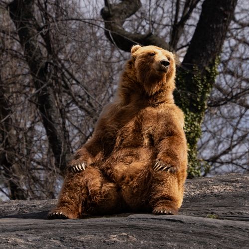 Free A brown bear lounging on a rock in Central Park, showcasing a serene and majestic presence. Stock Photo