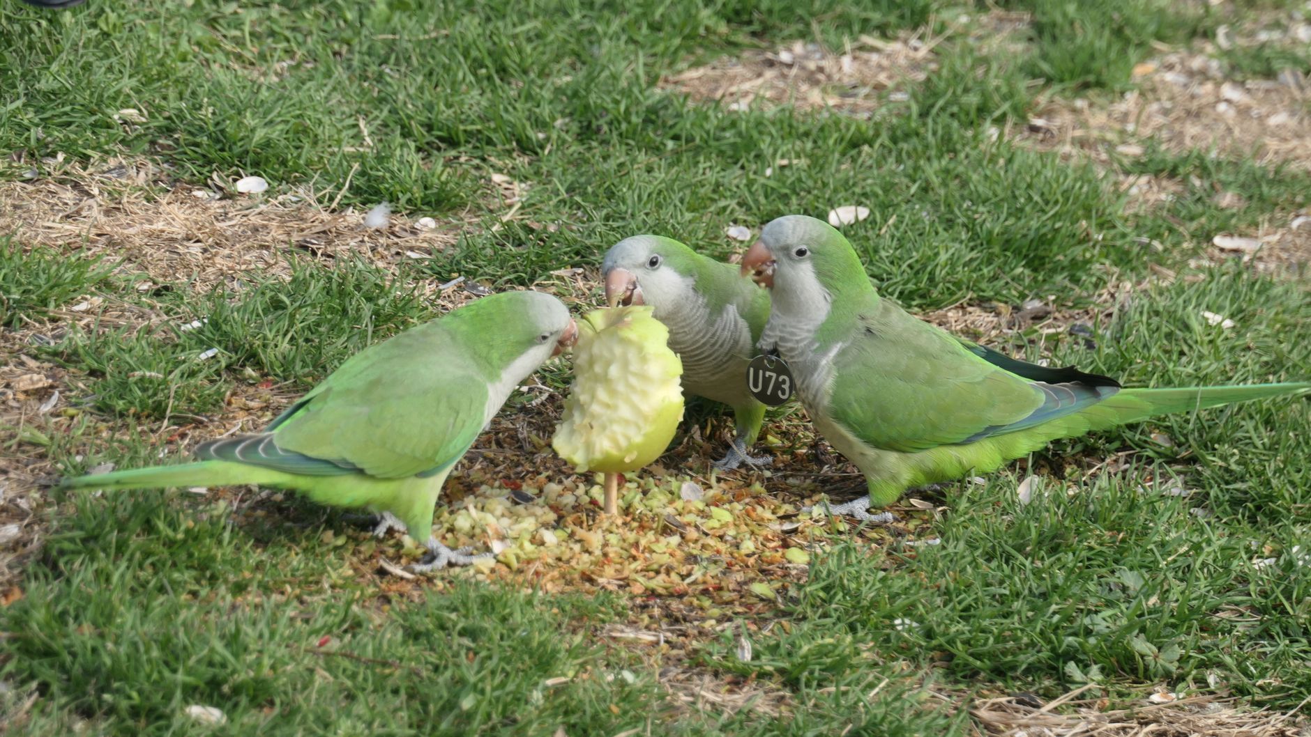 Three Quaker parrots nibbling on an apple in a Barcelona park, showcasing urban wildlife.