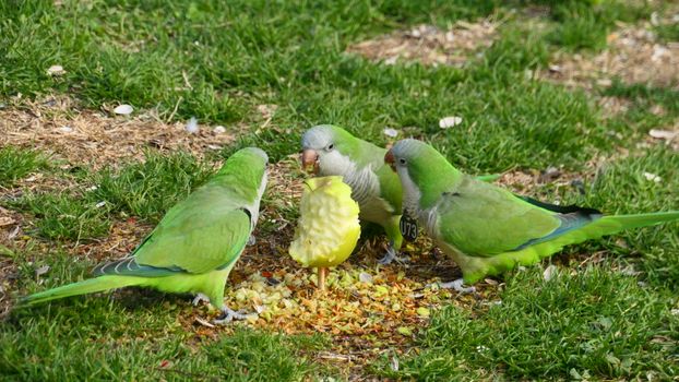 Three green parrots eating an apple core on grass in Barcelona, Spain.