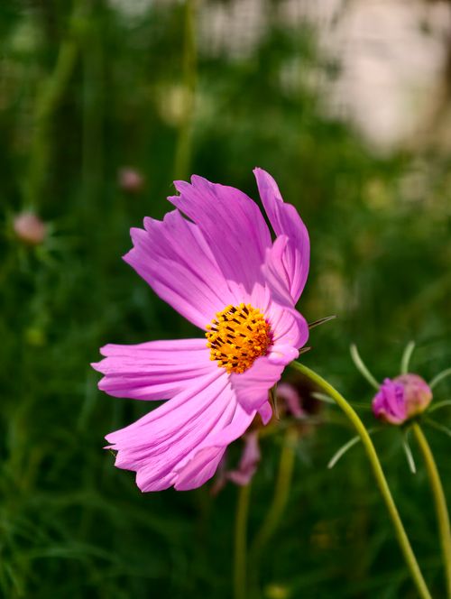 Free A close-up of a vivid pink cosmos flower with a golden center, set against lush green foliage. Stock Photo