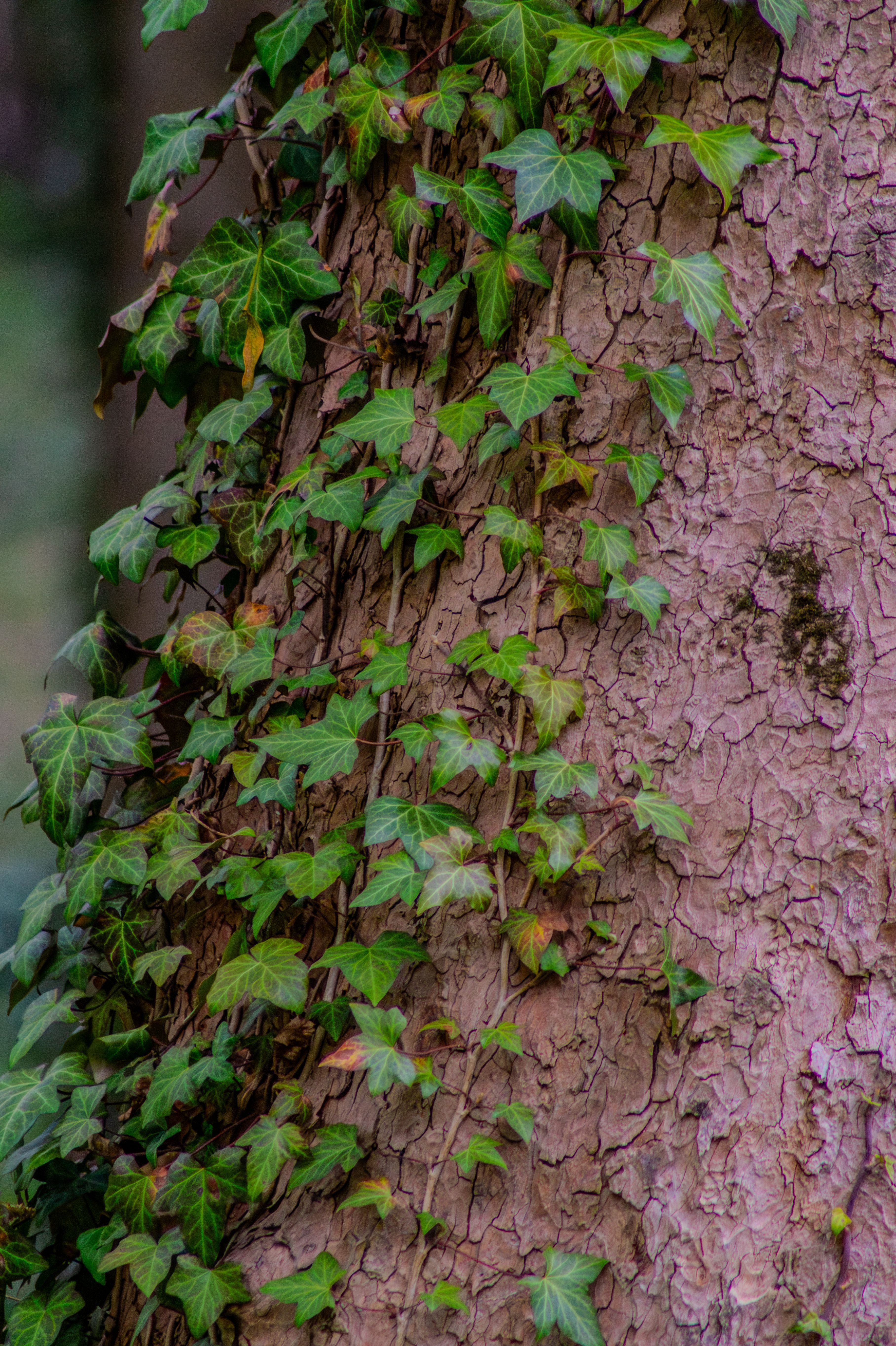 Lush Green Ivy on Tree Bark in Lviv, Ukraine