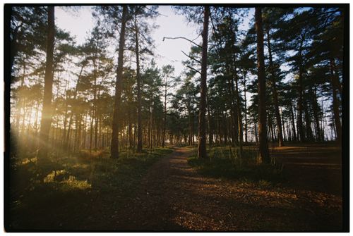 Free Captivating forest scene with sunlight streaming through tall trees in early morning. Stock Photo