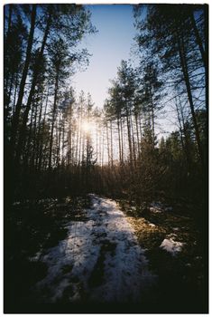 Sunlight pierces through towering pine trees on a snowy winter pathway.