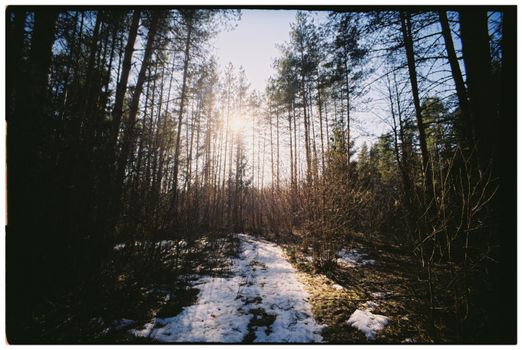 Serene winter forest with sun rays through tall trees and melting snow.