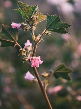 Close-up of blooming pink flowers with fresh green leaves, capturing spring's essence in Zonguldak, Türkiye.