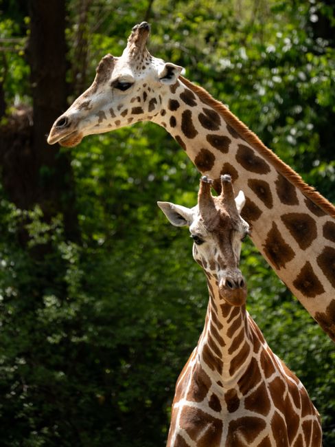 Two giraffes in a natural habitat setting at a New York zoo, capturing their graceful presence.