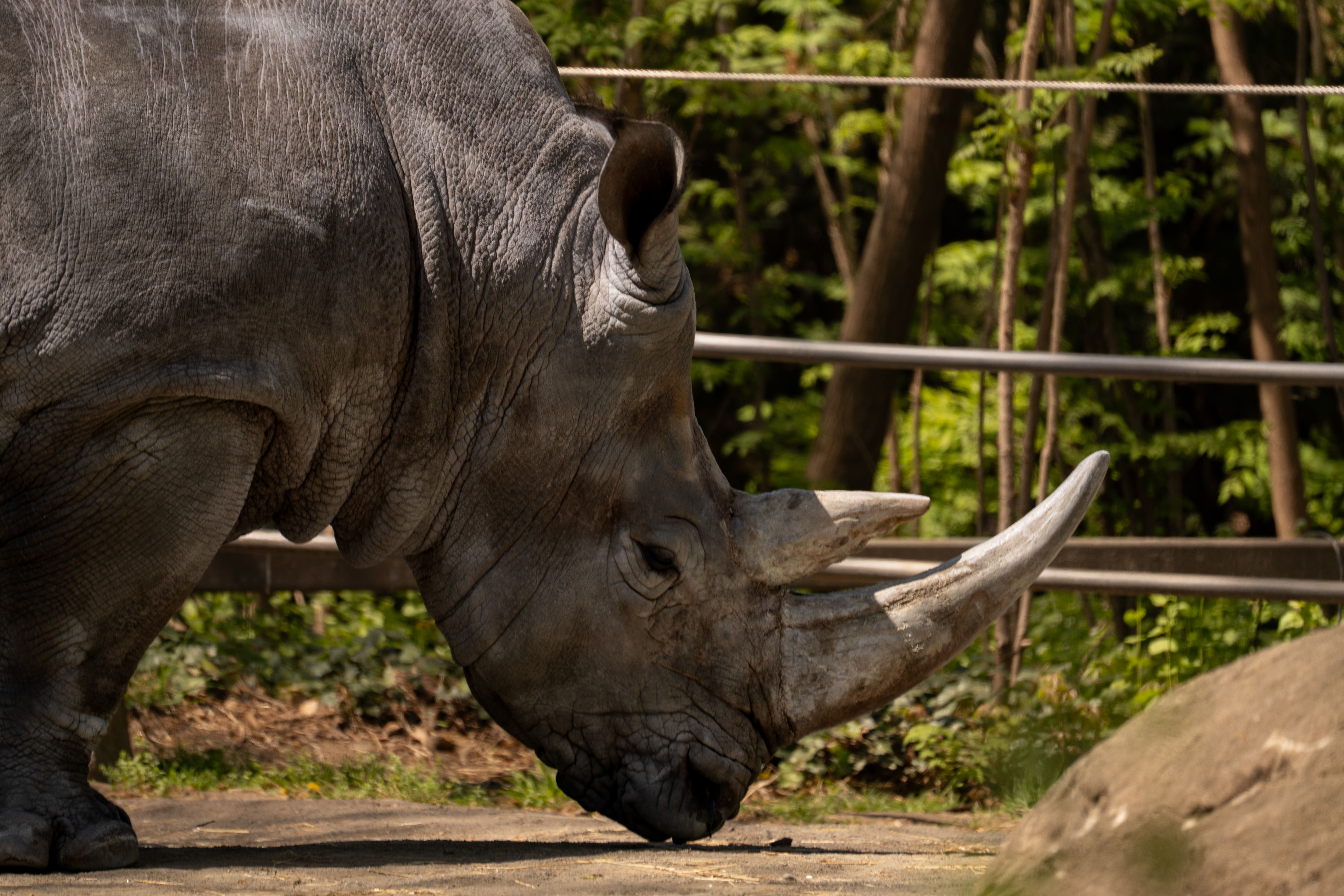 Species Protection Day