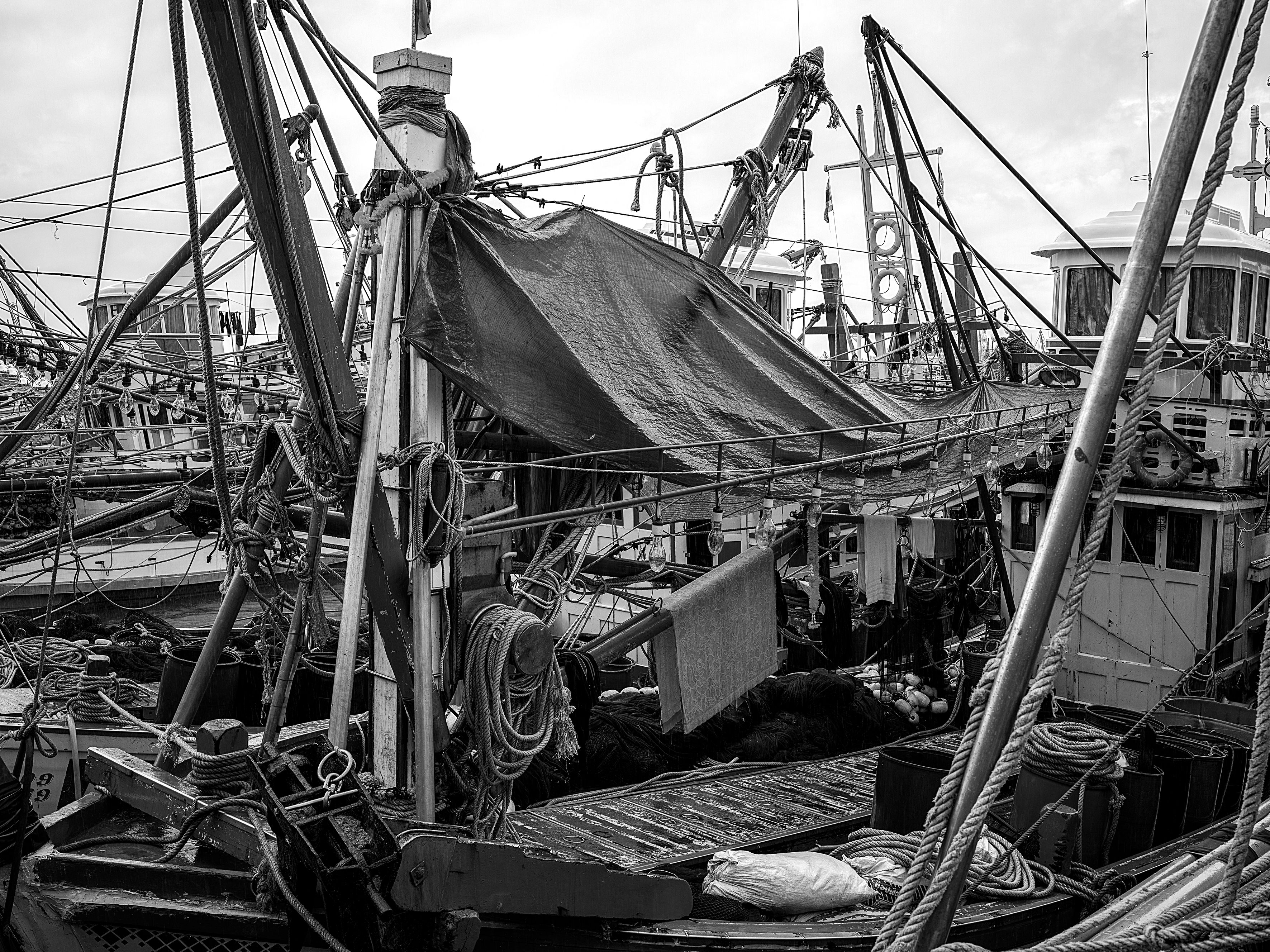 China es el destino número uno de la pesca del Biobío: el jurel exportó US$63 millones en un mes