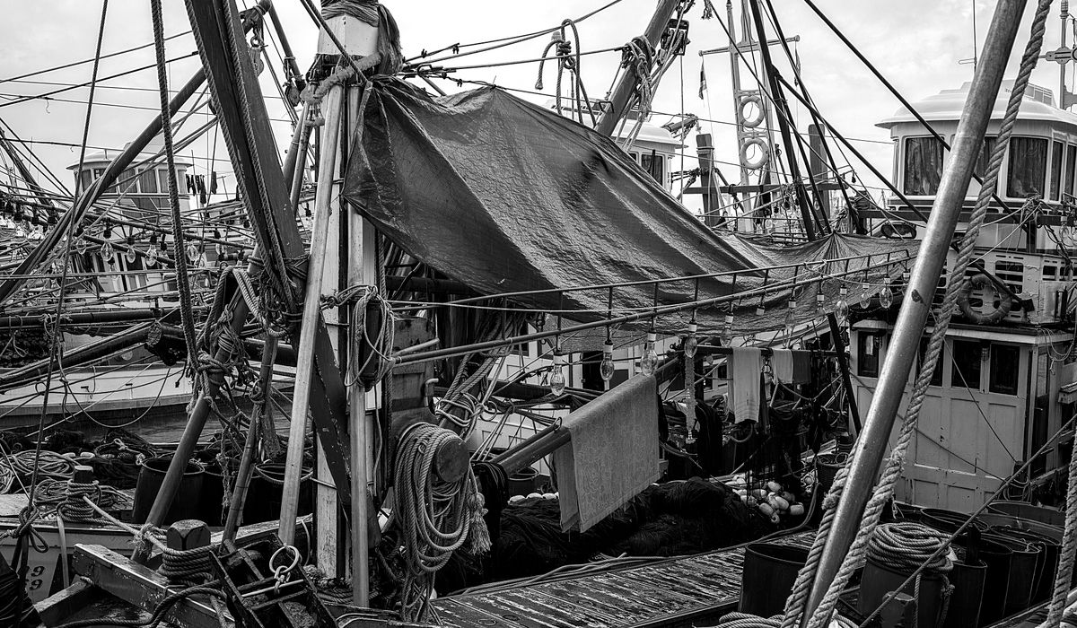El salmón chileno a China se duplica: 26.355 toneladas y US$157 millones en el semestre