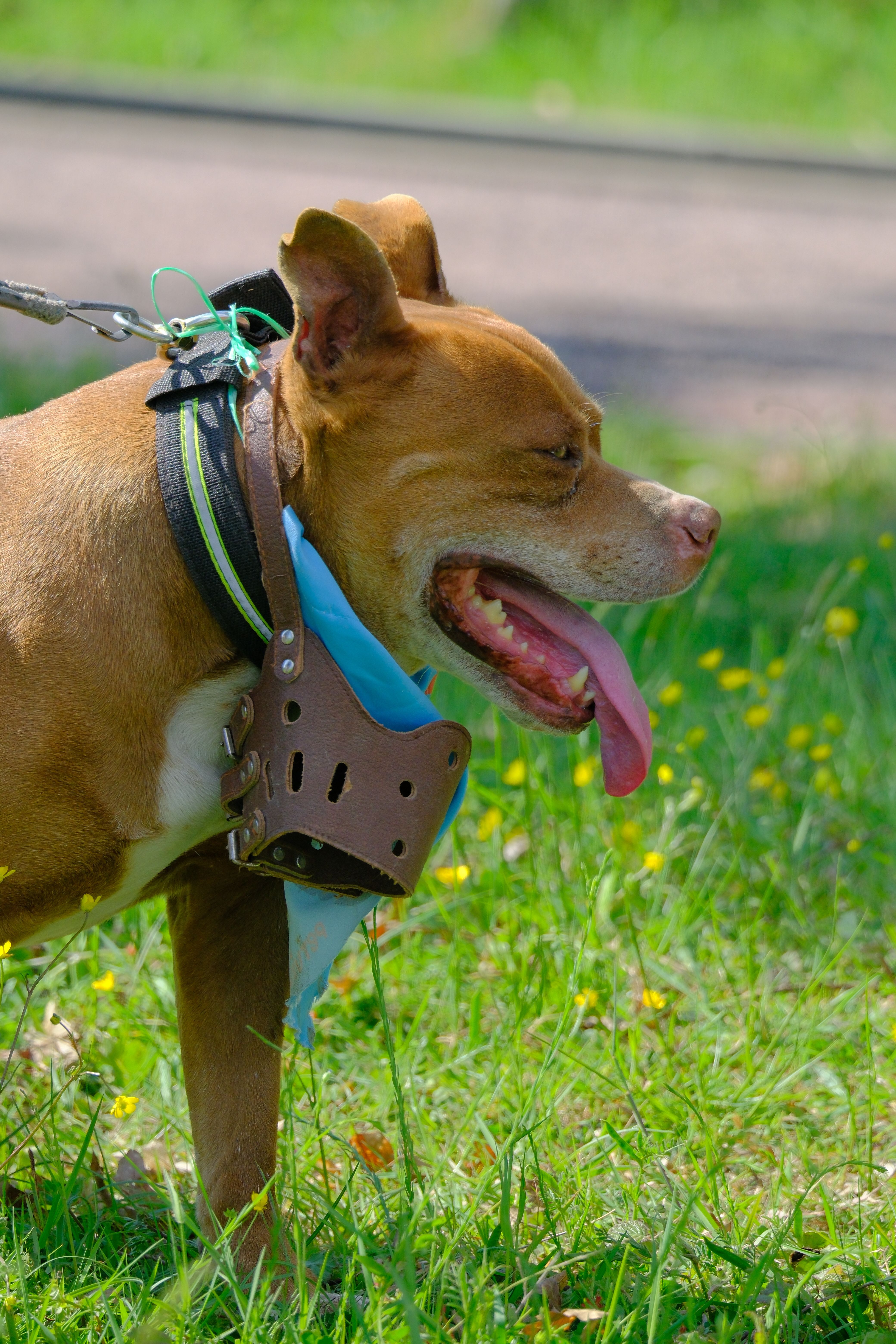 Chien portant une muselière panier dans un parc