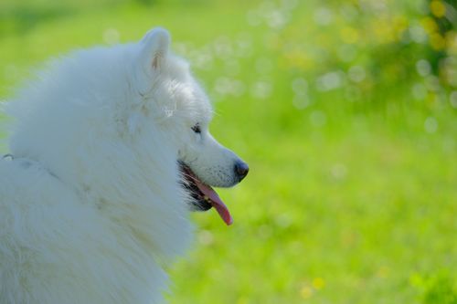 A white dog sitting in the grass with its tongue out · Free Stock Photo