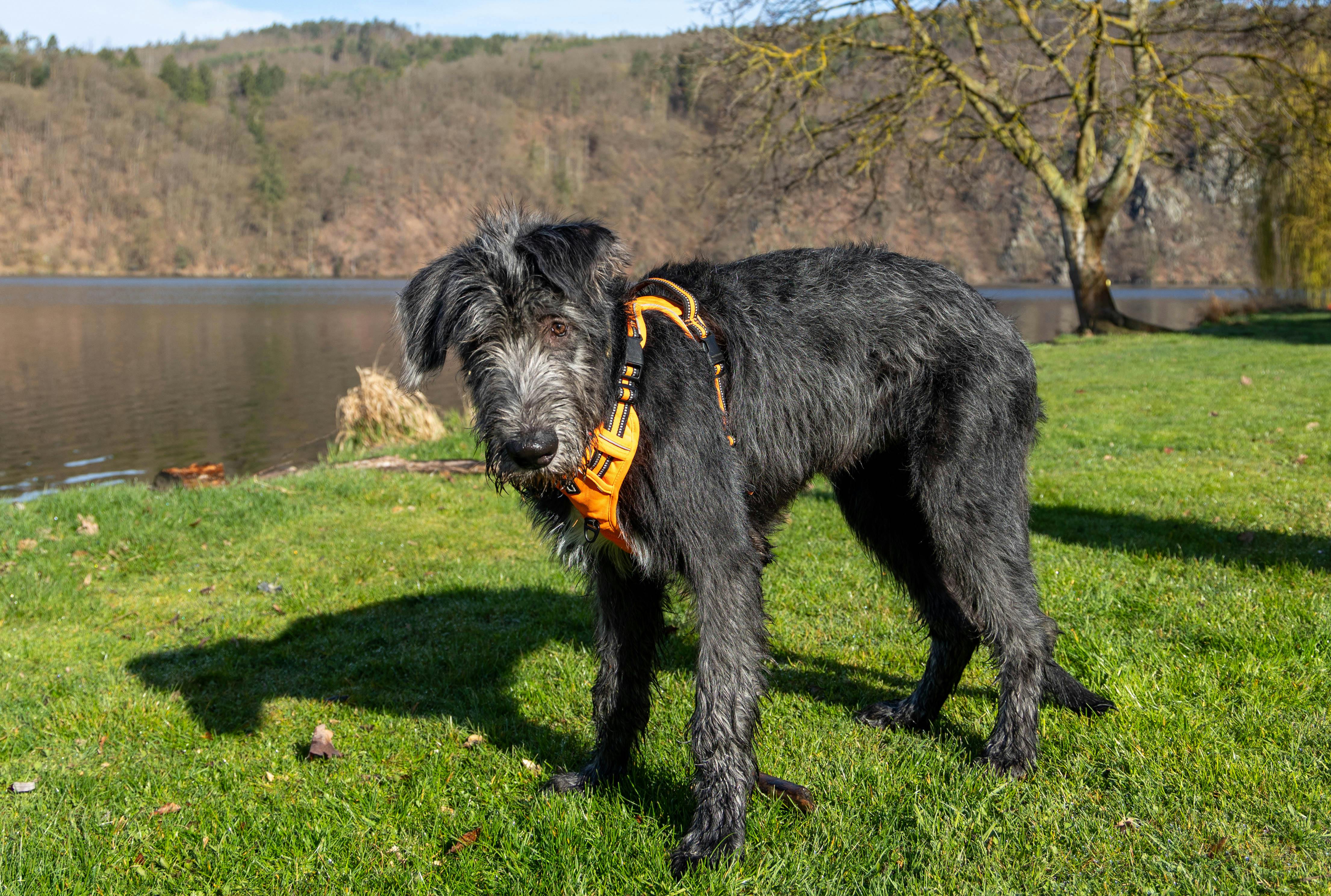A large black dog with a harness stands on grass by a lake surrounded by hills.