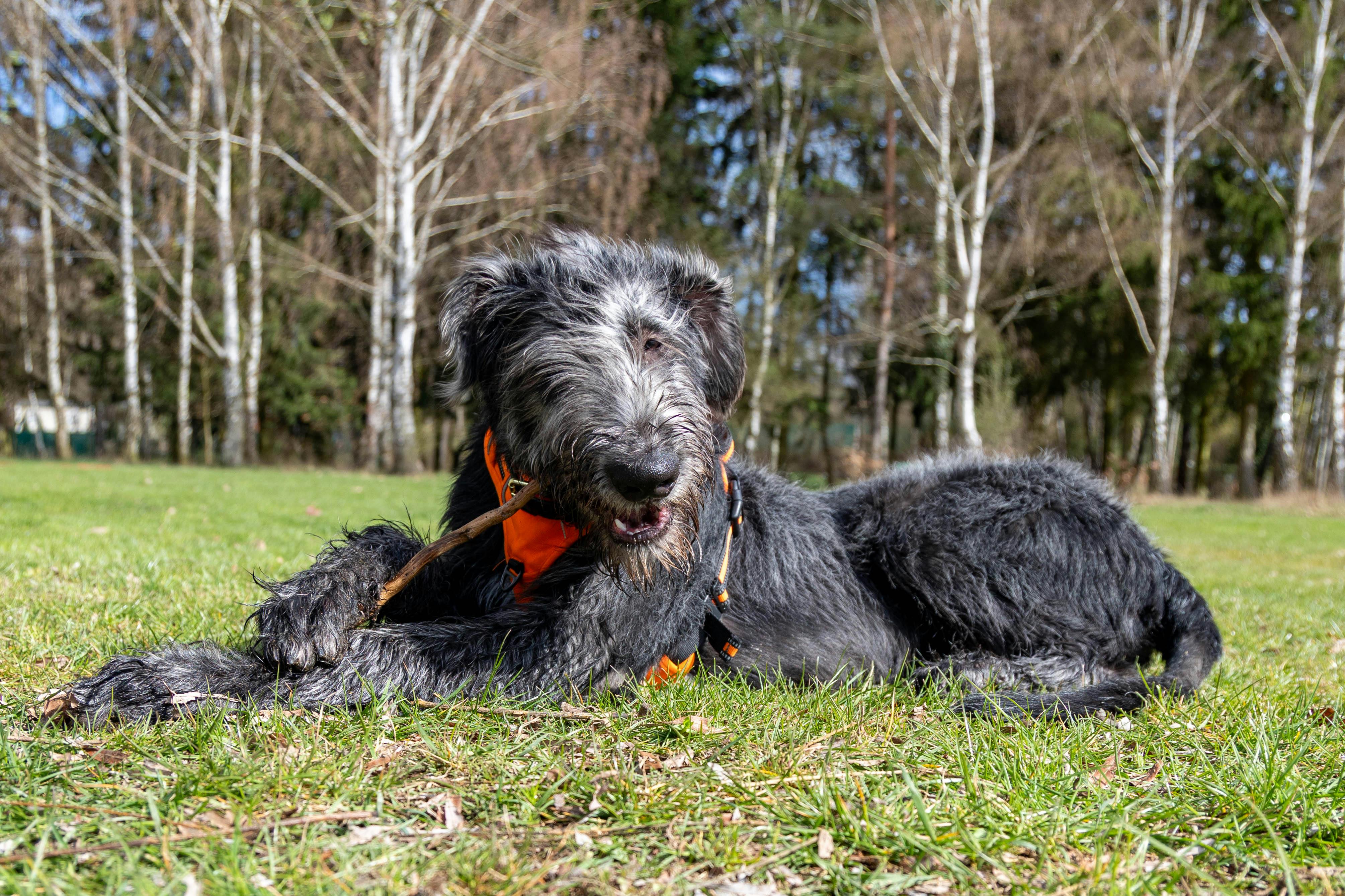 A black Irish Wolfhound enjoys a spring day outdoors while holding a stick.
