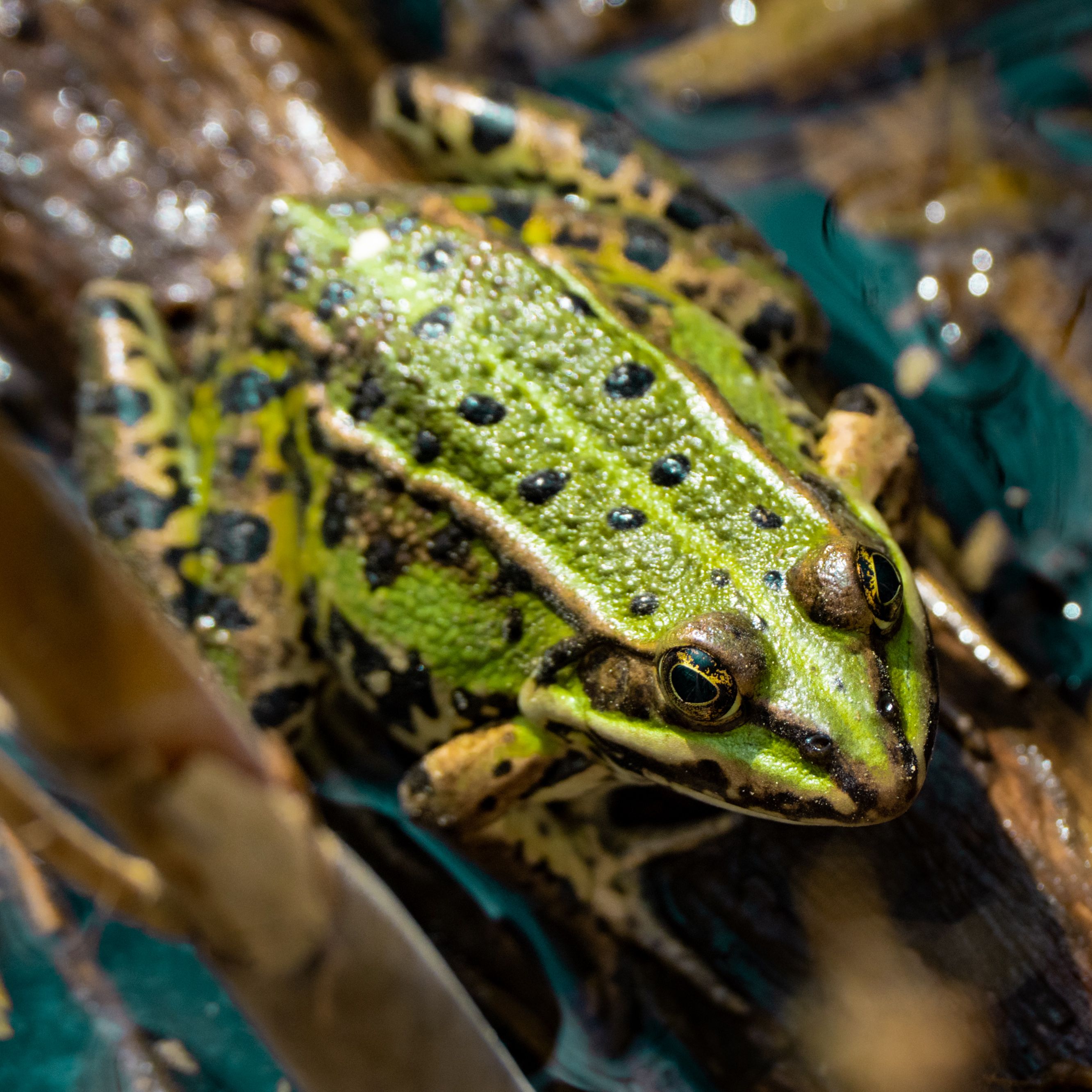 Primer Plano De Una Rana Verde En Su Hábitat Natural. · Foto de stock ...
