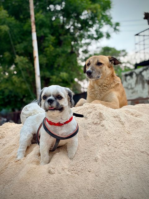 Dogs