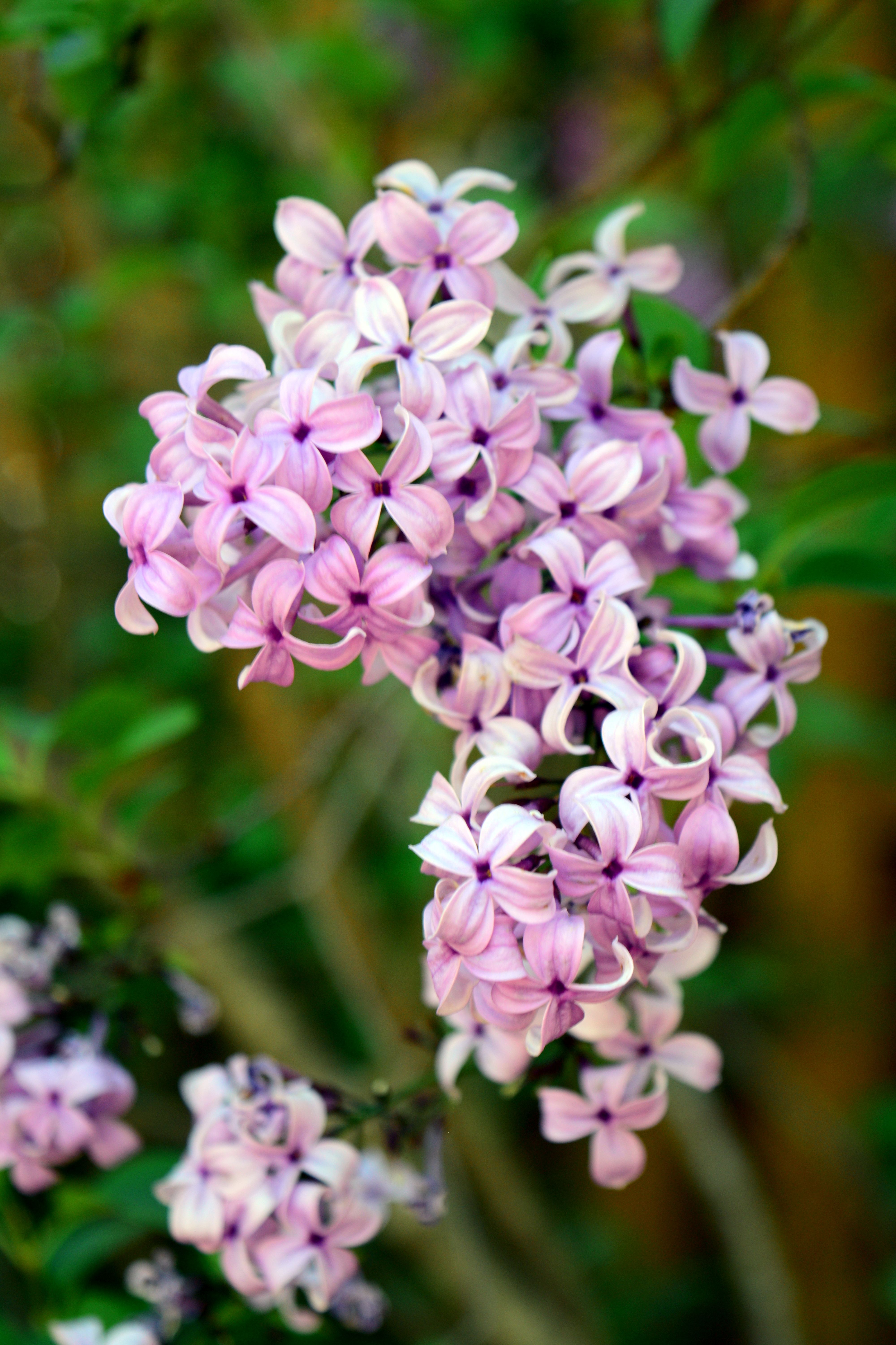 [ColoSach]-close-up-of-vibrant-lilac-flowers-in-spring,-showcasing-their-delicate-petals.