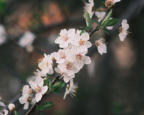 Free Close-up of delicate cherry blossoms on a branch during springtime. Stock Photo