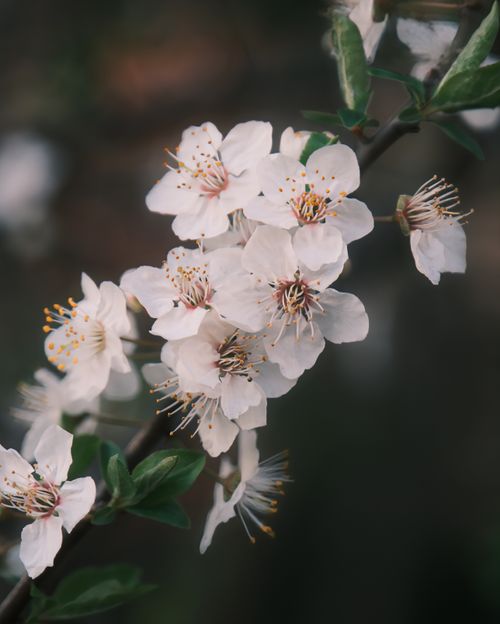 Free Delicate white cherry blossoms on a branch, signaling the arrival of spring. Perfect nature depiction. Stock Photo