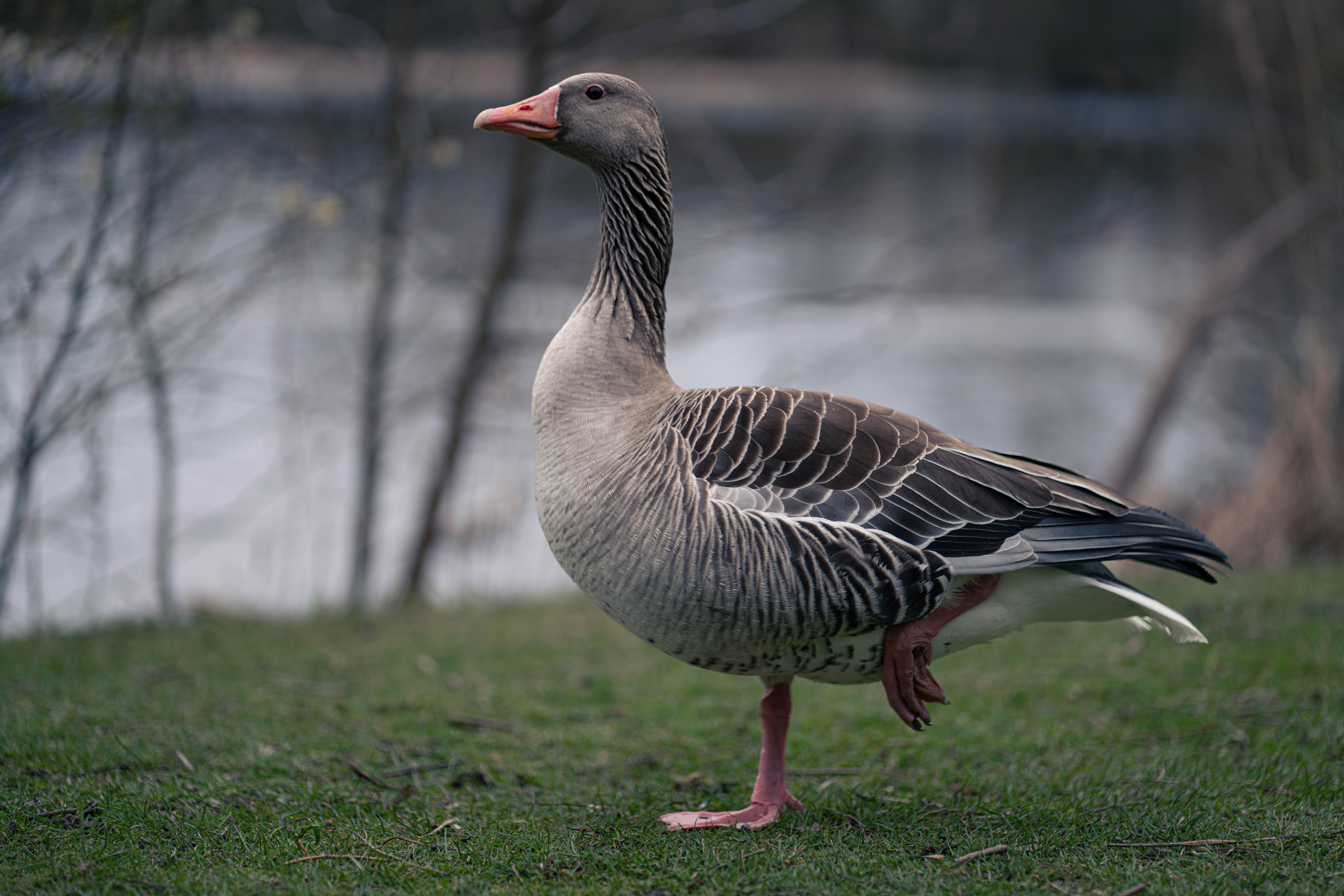 geese stand one leg