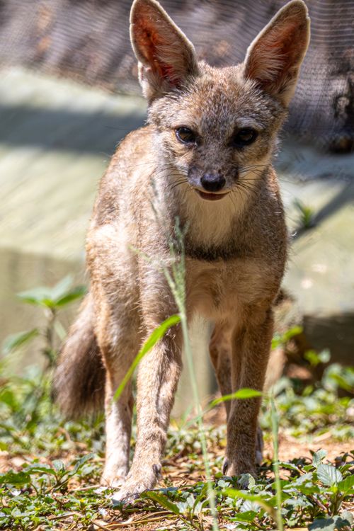 Free A swift fox standing on grassy ground, captured in a natural outdoor environment. Stock Photo