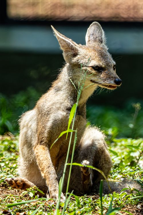 Free Young African wild dog pup sitting in grassy area, captured in vibrant daylight. Stock Photo