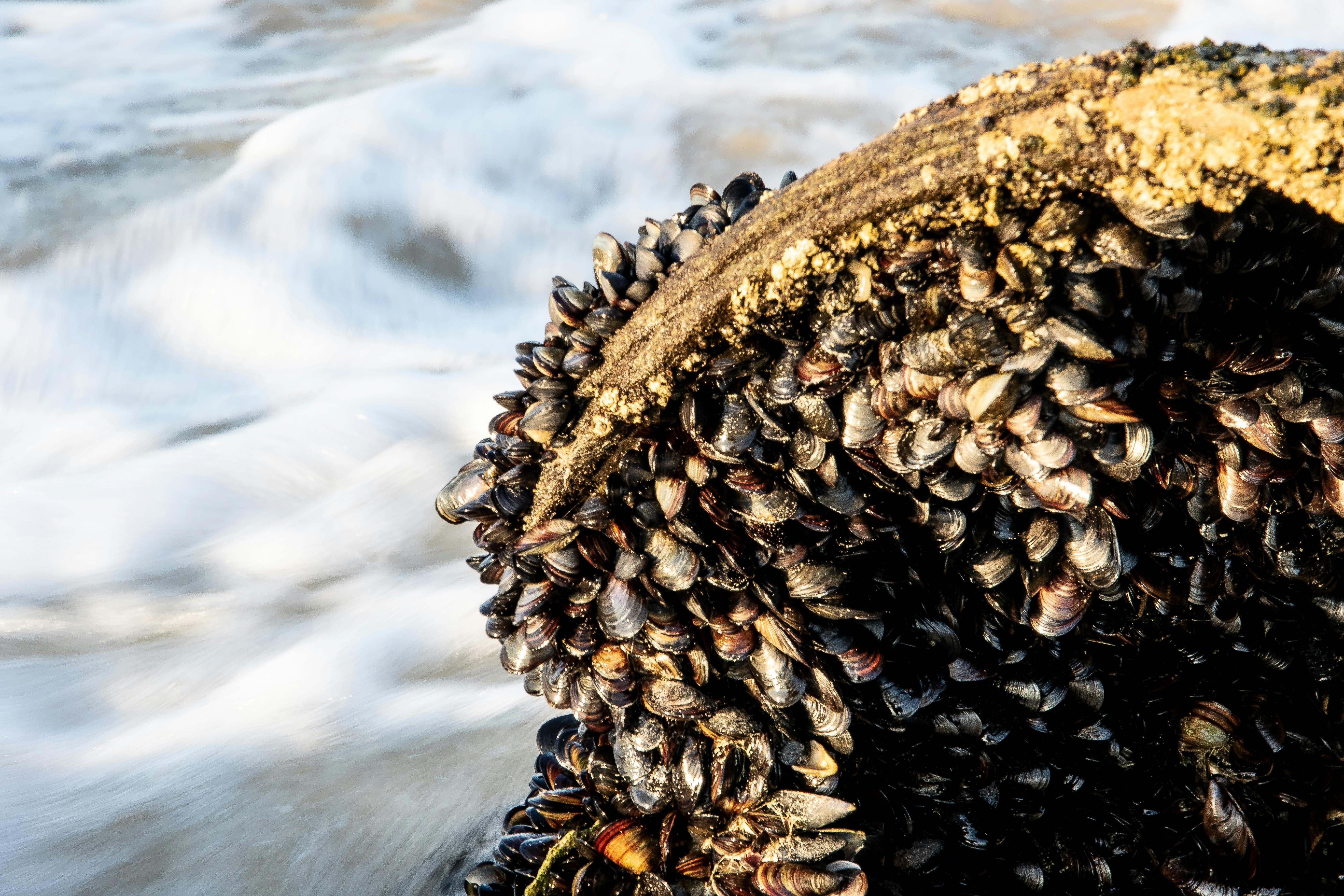 fresh mussels on rock