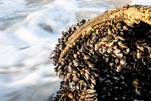 Moules Fraîches Sur Rocher