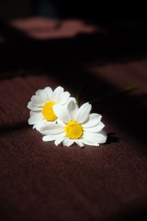 Free Two white daisies with yellow centers on a dark brown cloth under soft lighting. Stock Photo