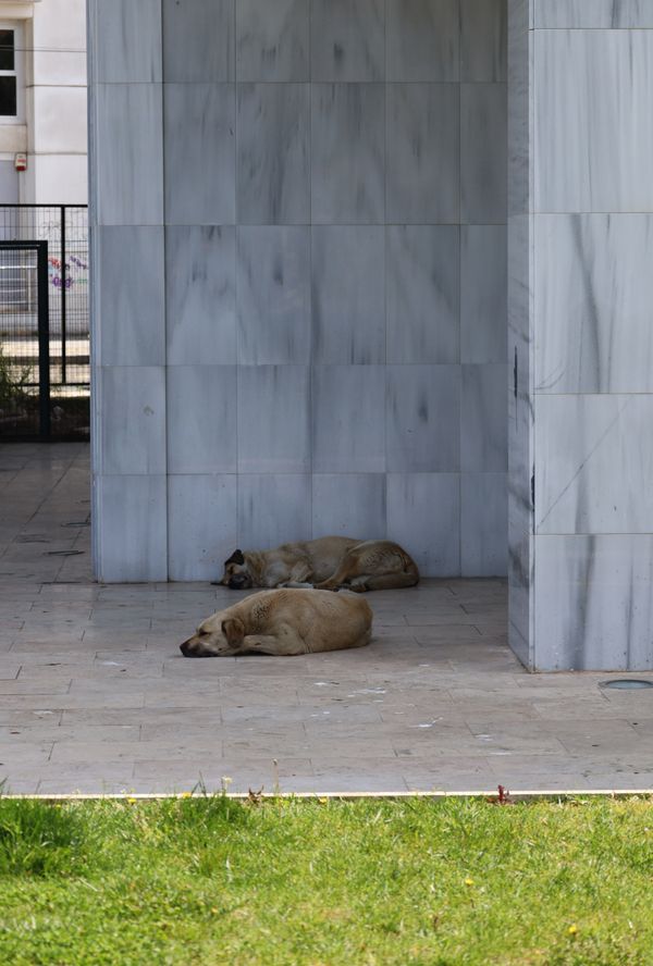 Dois cães vadios descansando em uma calçada de mármore sombreada durante o dia.