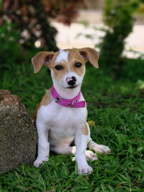 Free A cute puppy with a pink collar sits in lush green grass. Perfect for pet-related content. Stock Photo