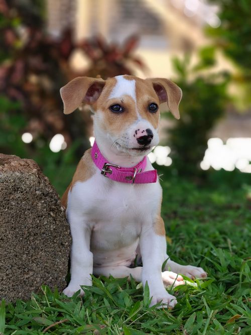 Free Cute puppy wearing a pink collar sitting on grass in a garden, surrounded by greenery. Stock Photo