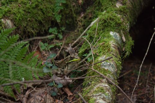 Free Frog blending into the mossy forest floor, showcasing natural camouflage and earthy tones. Stock Photo