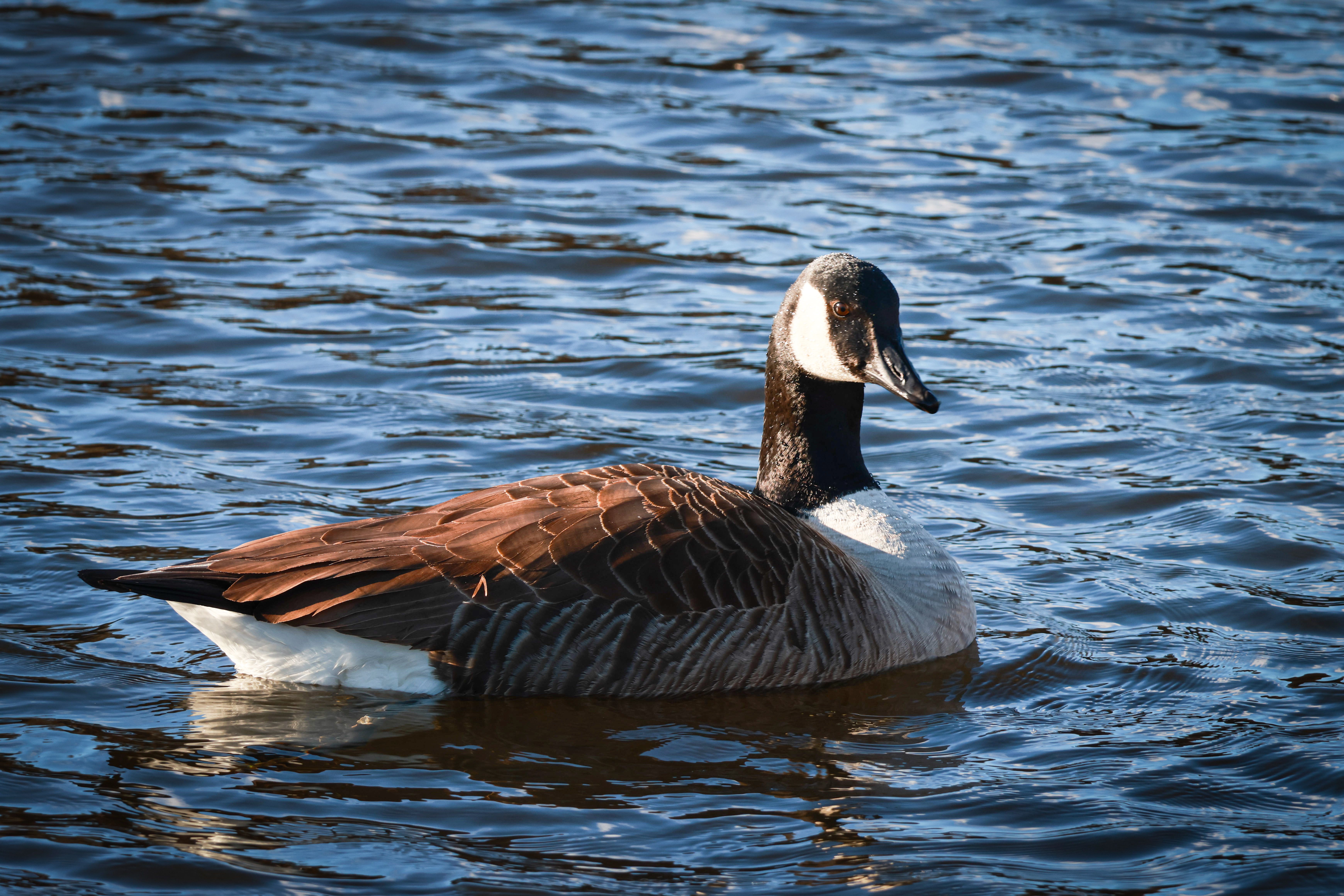 Elegant Canada Goose Floating in Tranquil Water · Free Stock Photo