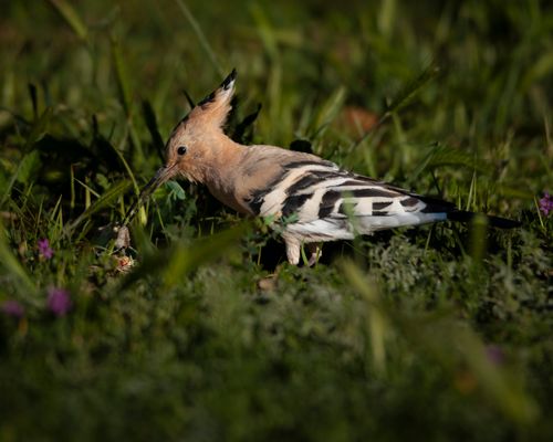Free A striking Eurasian Hoopoe forages amidst lush grass on a sunny day. Stock Photo