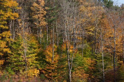Free Stunning woodland scene capturing the rich colors of autumn leaves in a serene forest. Stock Photo