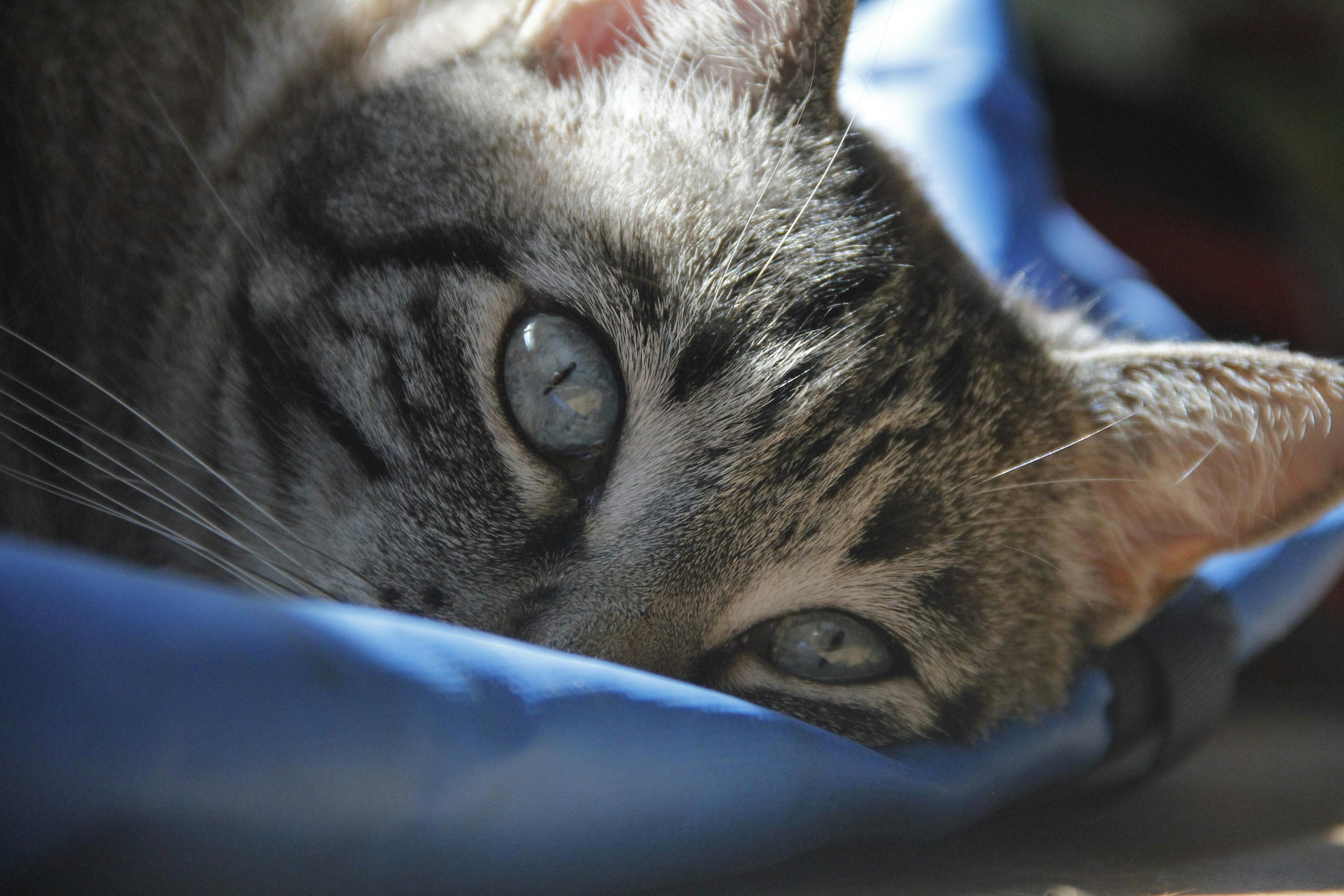 pet technology contact — Photo by AKI on Pexels