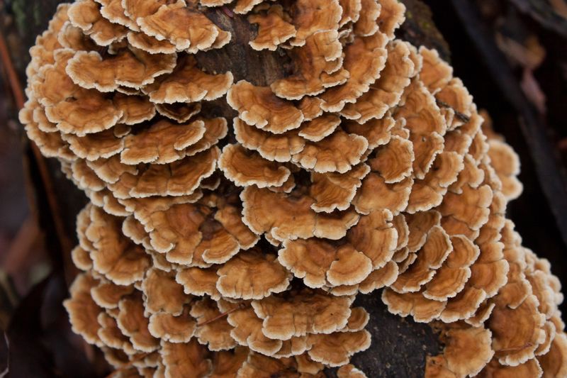 Close-up of turkey tail mushrooms displaying organic textures on a forest floor.