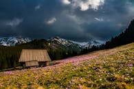 迷人的小木屋坐落在壮丽的山景和绚丽的野花之中