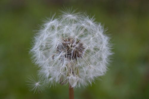 Free A detailed macro shot of a dandelion fluff against a blurred green background, symbolizing wishes and nature's beauty. Stock Photo