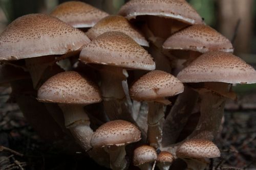 Free A close-up view of a cluster of brown mushrooms in a forest, embodying autumnal ambiance and natural beauty. Stock Photo