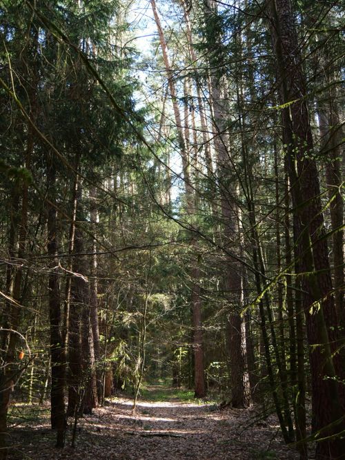 Free Sunny pathway through a dense forest, perfect for nature walks and exploration. Stock Photo