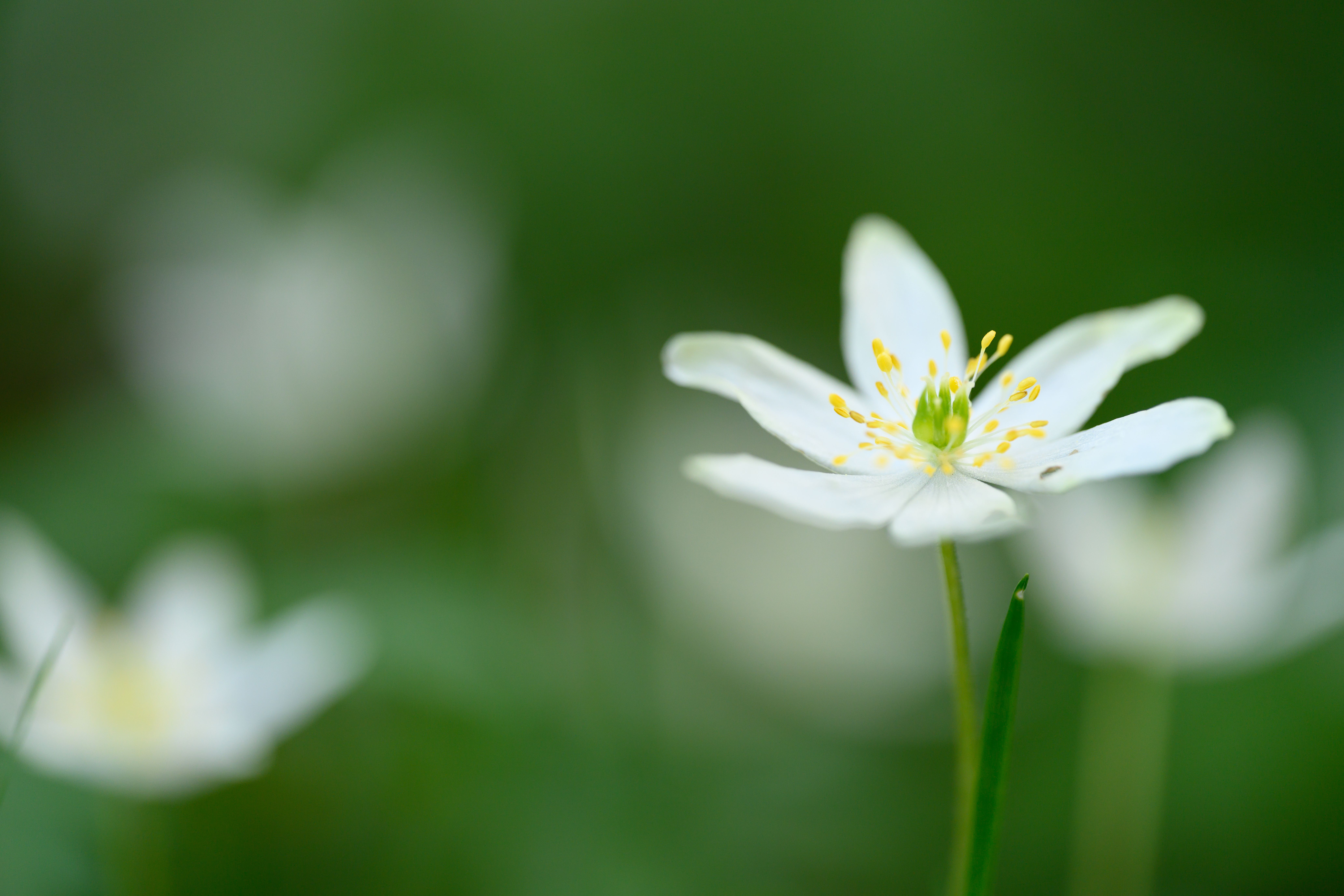 Close-up of a delicate white wood anemone flower with natural green background in Scotland.