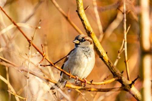 Free A house sparrow perched on a branch during fall, showcasing its intricate plumage in warm sunlight. Stock Photo