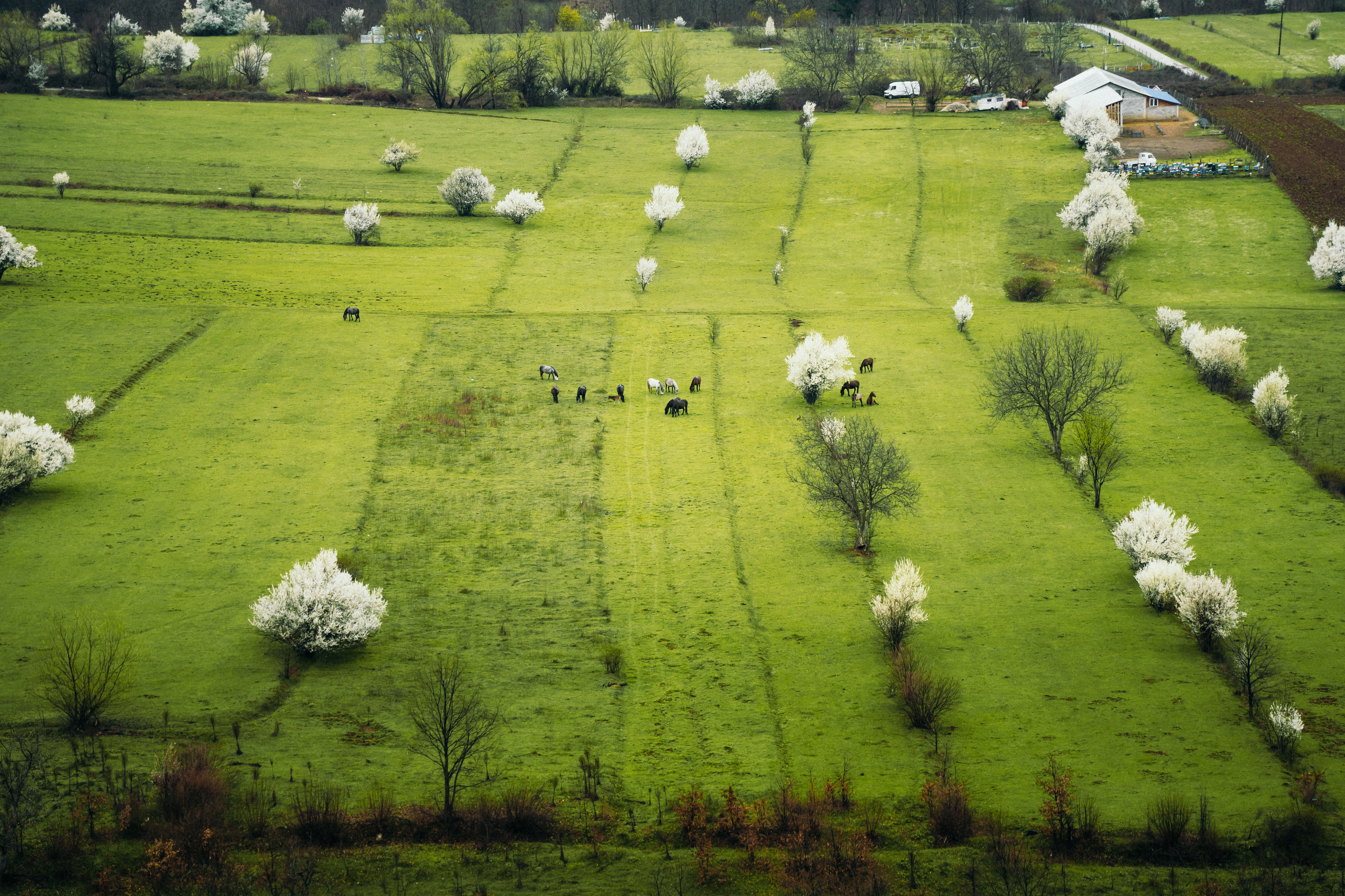 Scenic Green Pasture with Blooming Trees · Free Stock Photo